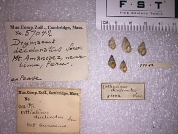 Media type: image; Malacology 57042 Description: 57042_Drymaeus_decoloratus image;